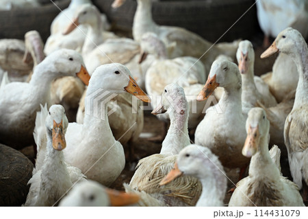 Large group of white ducks at a farm yard 114431079