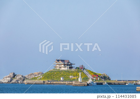 「青森県」菜の花が咲く春のウミネコ繁殖地・蕪島　八戸市 114431085