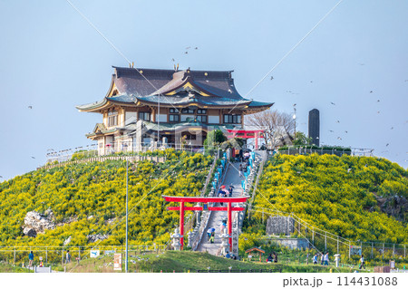 「青森県」菜の花が咲く春のウミネコ繁殖地・蕪島　八戸市 114431088
