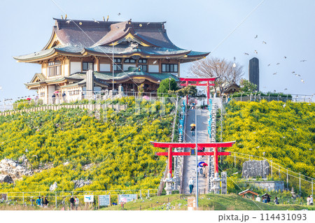 「青森県」菜の花が咲く春のウミネコ繁殖地・蕪島　八戸市 114431093
