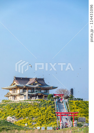 「青森県」菜の花が咲く春のウミネコ繁殖地・蕪島 八戸市 「青森県」菜の花が咲く春のウミネコ繁殖地・蕪島 八戸市 114431096