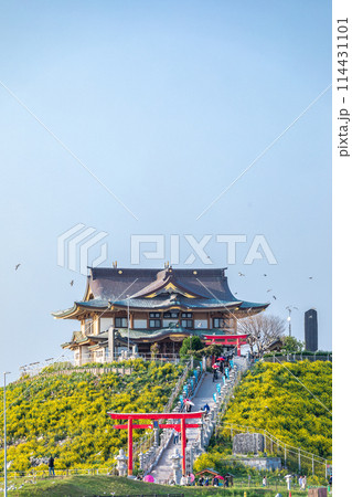 「青森県」菜の花が咲く春のウミネコ繁殖地・蕪島　八戸市 114431101