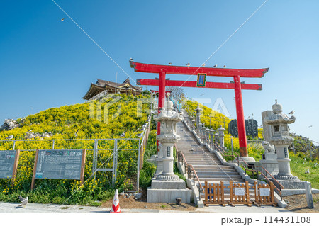 「青森県」菜の花が咲く春のウミネコ繁殖地・蕪島　八戸市 114431108