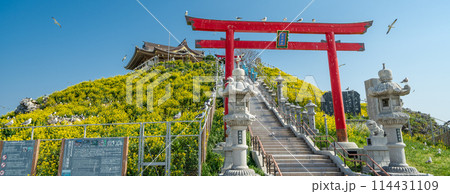 「青森県」菜の花が咲く春のウミネコ繁殖地・蕪島　八戸市 114431109