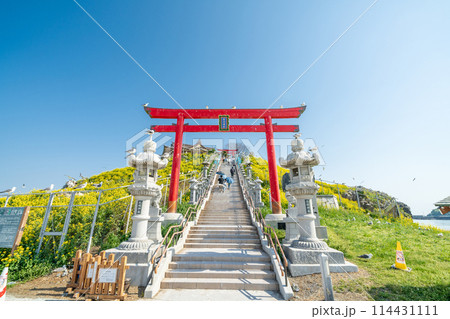 「青森県」菜の花が咲く春のウミネコ繁殖地・蕪島　八戸市 114431111