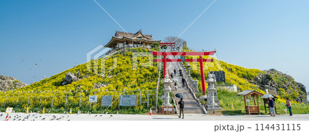 「青森県」菜の花が咲く春のウミネコ繁殖地・蕪島　八戸市 114431115
