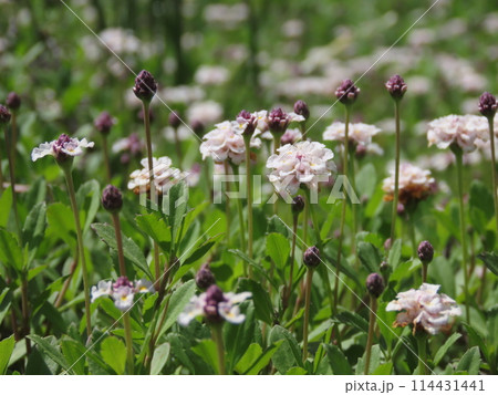 群生して咲く白いヒメイワダレソウの花 群生して咲く白いヒメイワダレソウの花 114431441