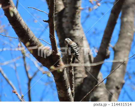 桜の樹の枝で虫を探しているコゲラ 桜の樹の枝で虫を探しているコゲラ 114431514