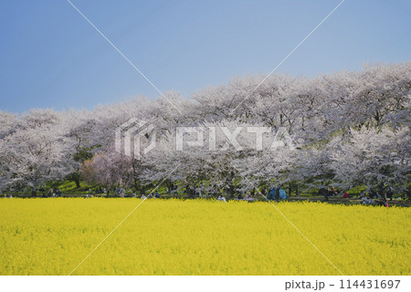 桜の名所_春の権現堂堤に咲く、満開の桜と菜の花畑 桜の名所_春の権現堂堤に咲く、満開の桜と菜の花畑 114431697