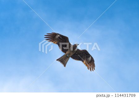 青空を飛翔する鳶 114431709