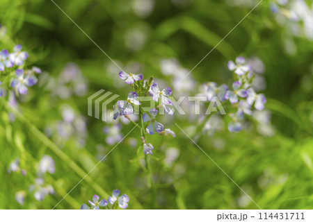 春風に揺られる多摩川に咲く野花_野草 春風に揺られる多摩川に咲く野花_野草 114431711