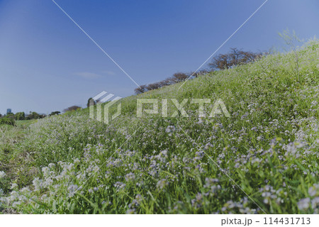 春風に揺られる多摩川に咲く野花_野草 114431713