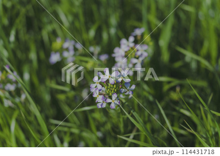 春風に揺られる多摩川に咲く野花_野草 114431718