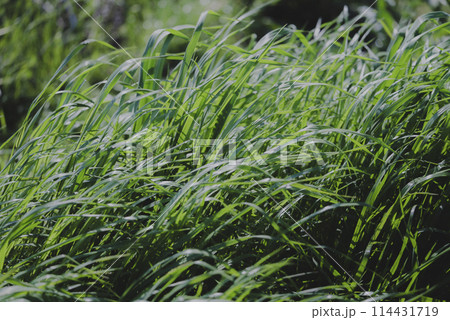 春風に揺られる多摩川に咲く野花_野草 114431719