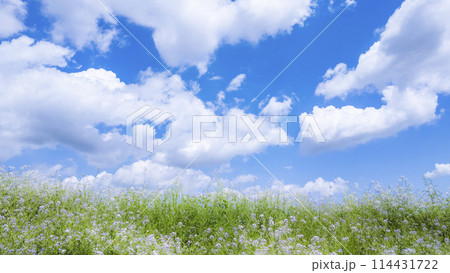 春の川原の風景＿走行する車窓から_登戸から川崎間の多摩沿線道路_春の風景 114431722
