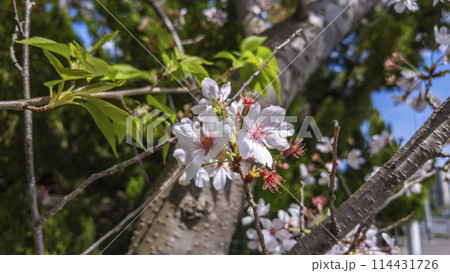 桜の名所_春の権現堂堤に咲く、満開の桜 桜の名所_春の権現堂堤に咲く、満開の桜 114431726
