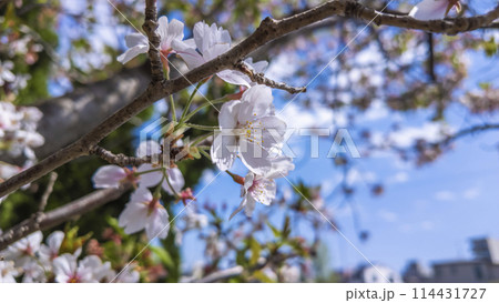桜の名所_春の権現堂堤に咲く、満開の桜 桜の名所_春の権現堂堤に咲く、満開の桜 114431727