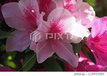 ピンクのツツジの花 ピンクのツツジの花 114431993