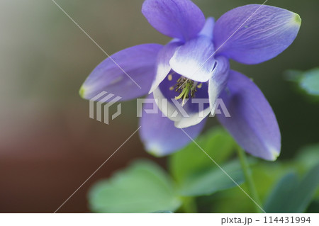 オダマキの花 114431994