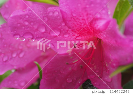 雨に濡れたツツジの花のアップ 雨に濡れたツツジの花のアップ 114432245