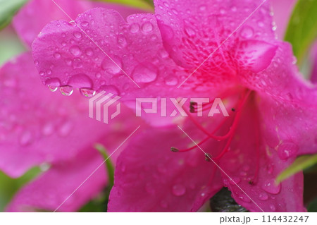 雨に濡れたピンクのツツジの花 雨に濡れたピンクのツツジの花 114432247