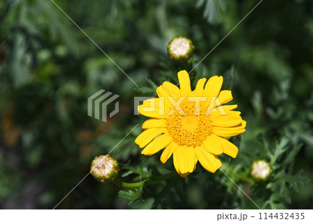 春菊の花 114432435