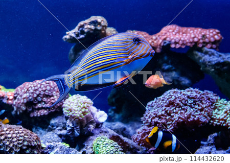 Fish Striped Surgeon Acanthurus lineatus Fish Striped Surgeon Acanthurus lineatus 114432620