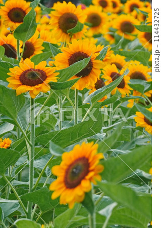Field of sunflowers with the bright sunlight. Sunflower photos on the rear. Sunflowers are the flowers like sunny Field of sunflowers with the bright sunlight. Sunflower photos on the rear. Sunflowers are the flowers like sunny 114432725
