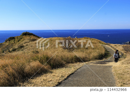 南伊豆の奥石廊崎（ユウスゲの丘） 114432966