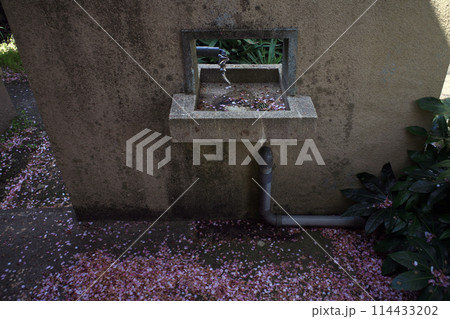 桜の花びらと手洗い 桜の花びらと手洗い 114433202