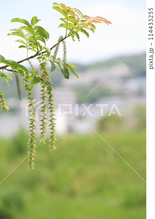 土手のサワグルミの花 114433255