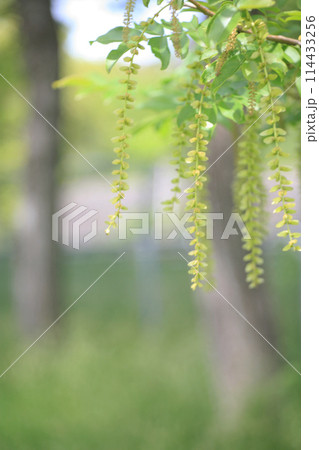 土手のサワグルミの花 114433256