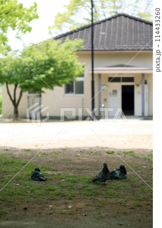 公園の土鳩 114433260