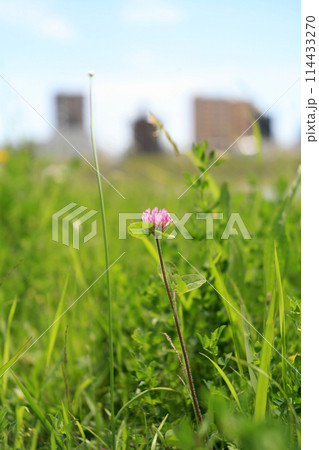 青空に咲くムラサキツメクサの花 114433270