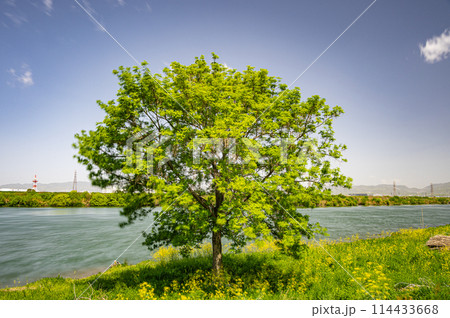 春の淀川風景 新緑の木と菜の花 春の淀川風景 新緑の木と菜の花 114433668