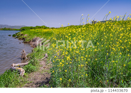 春の淀川風景　水辺に咲く菜の花 114433670