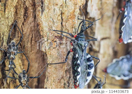 ヨコヅナサシガメ ヨコヅナサシガメ 114433673