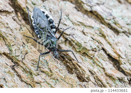 ヨコヅナサシガメ 114433681