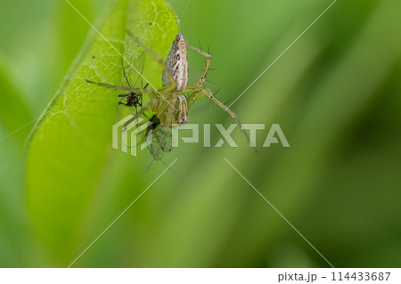 ササグモの捕食 114433687