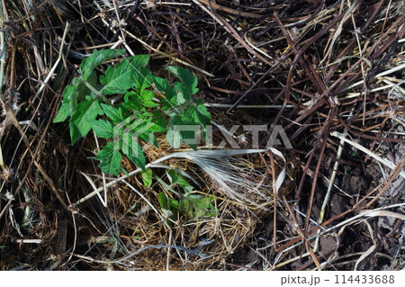 Tomato seedlings on mulched soil close-up, top view. Mulch as an excellent method of cultivation, farming, gardening, vegetable growing 114433688