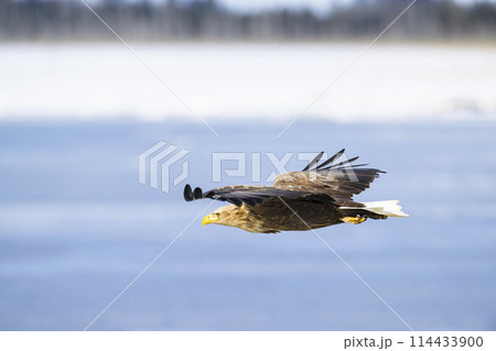 オジロワシ飛翔 オジロワシ飛翔 114433900