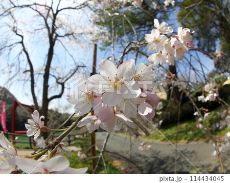 白い桜 114434045