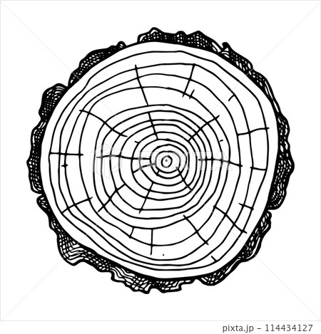 round cut of wood. vector line drawing. 114434127