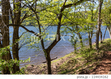 新緑の榛名湖 群馬県 新緑の榛名湖 群馬県 114434162