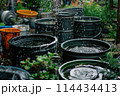 Rainwater collecting in barrels during a heavy downpour in a tropical backyard setting 114434413