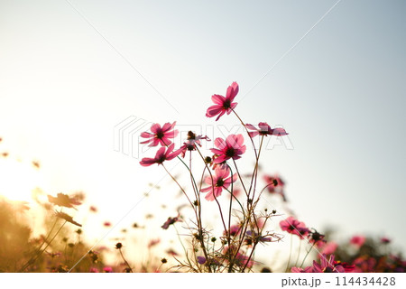 夕日に照らされるコスモス 114434428