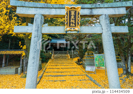 京都府八幡市高良神社で晩秋の黄色に色づいたイチョウを撮影 京都府八幡市高良神社で晩秋の黄色に色づいたイチョウを撮影 114434509