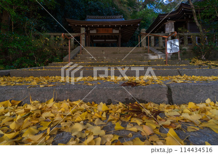 京都府八幡市高良神社で晩秋の黄色に色づいたイチョウを撮影 114434516