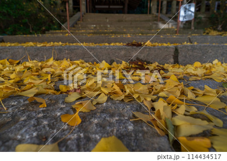 京都府八幡市高良神社で晩秋の黄色に色づいたイチョウを撮影 114434517
