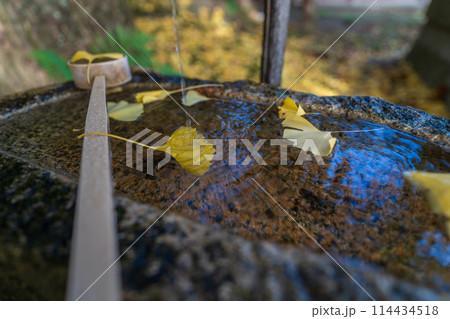京都府八幡市高良神社で晩秋の黄色に色づいたイチョウを撮影 京都府八幡市高良神社で晩秋の黄色に色づいたイチョウを撮影 114434518